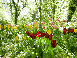 Fototapety  wild flowering Tulips in a garden with trees and schrubs