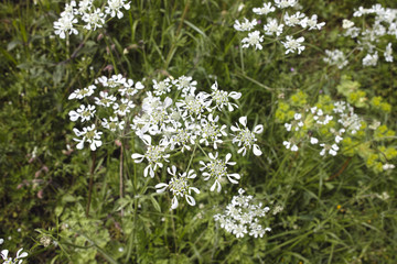 detail of selvatic carrot slowers