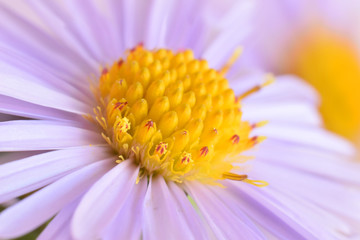 Aster