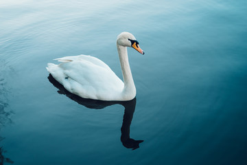 Obraz premium Beautiful white swan with reflection on water