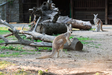 Cute, young kangaroo on the catwalk of the zoo in Wroclaw