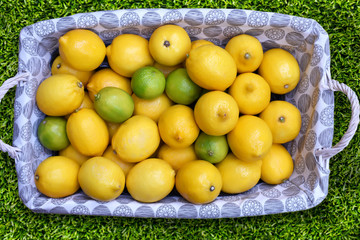 Fresh harvest ripe yellow and green lemon basket, on green grass. Top view