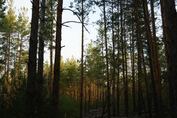 Pine forest in the morning