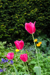Pink Tulips In Garden