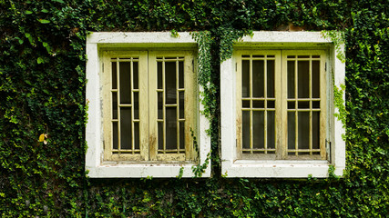 Fototapeta na wymiar whitw window with Coatbuttons plant wall among green nature