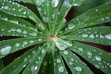 Water drops on a leaf. .