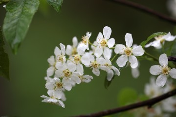 Bird Cherry flowers