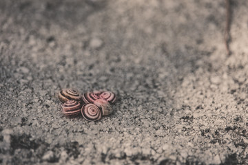 Shells 