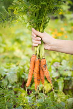 Female Hand Of Farmer Holding Fresh Carrots With Green Leaves On Background Of Vegetable Garden Close Up.