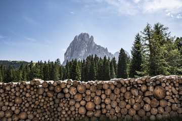 catasta di legname su sfondo di abeti e montagne