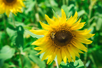 Bumblebee on Sunflower