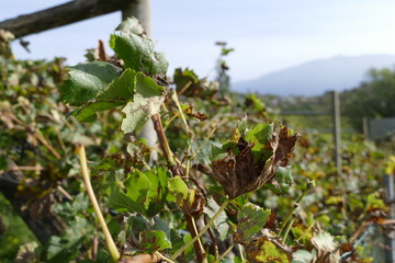 italian vineyard in the autumn