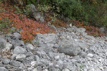 colorful autumn season in dolomites