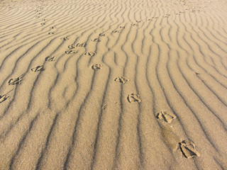 seagull footprints on yellow sand from an Italian beach