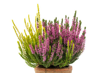 Sommerheide (Calluna vulgaris)