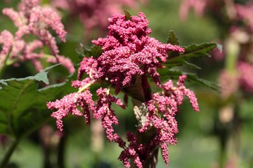 Chinese rhubarb (Rheum palmatum)