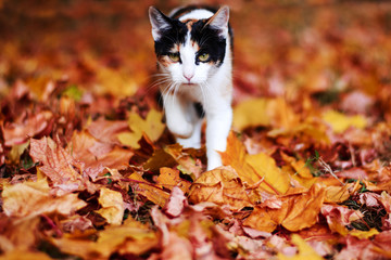 a red cat in autumn leaves