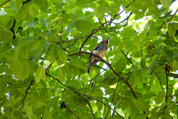 Birds in tree