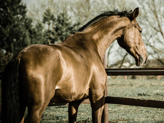 A red horse is deeply thinking about its sports results