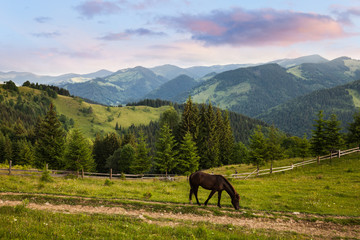 Fototapeta na wymiar Horse on the mountain hill pasture