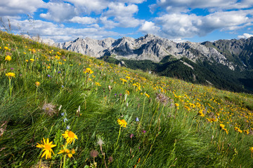 Alpine summer mountain valley