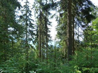 mountain forests of the Ukrainian Carpathians.