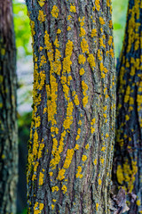 tree trunks with moss