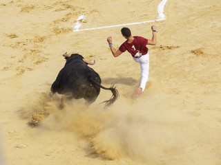 Competición de recortes con toros bravos en España. En esta competición la gente usa su propio...