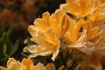 Rhododendron flowers