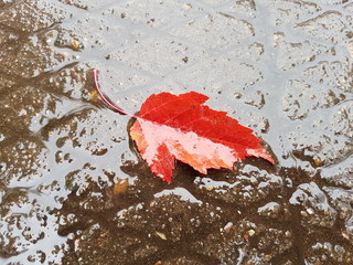 Опавший лист