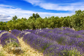 Obraz na płótnie Canvas Flowering lavender fields
