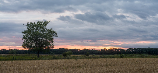 lonely tree at sunset summer evening