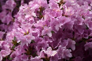 Rhododendron flowers