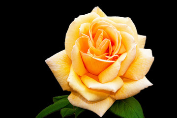 Fleur. Rose jaune sur fond noir
