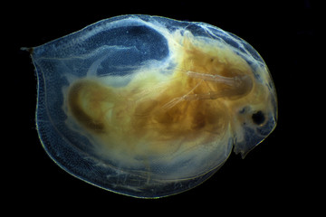 Microscopic image of daphnia, dark field technique