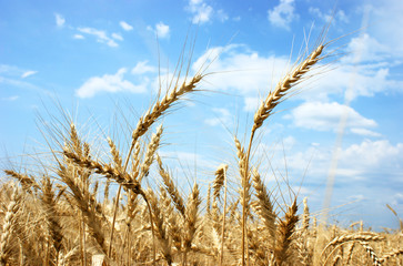mature ears of wheat in field