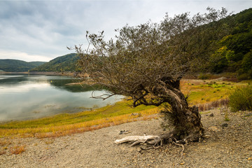 Fototapeta premium Baum am Edersee