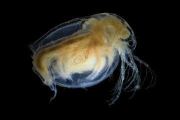 Microscopic image of daphnia, dark field technique