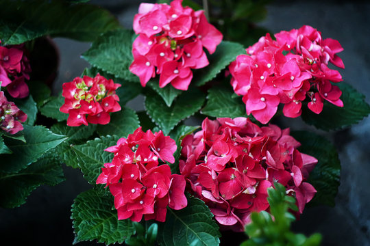 blossoming pink hydrangea in the garden, close-up