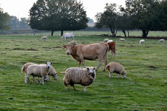 Animaux dans les champs