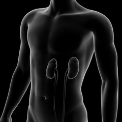 Human Kidney, Internal Organ