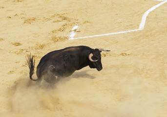 Toro bravo español en la arena de una plaza de toros