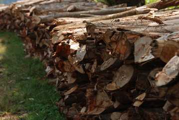 Troncos apilados
