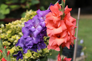 Head of  gladiolus flower in summer garden © wjarek