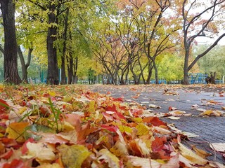 Опавшая листва