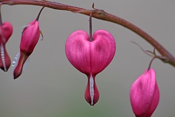 Bleeding Heart Flowers