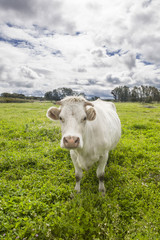 Fototapeta na wymiar Charolais cow grazing at Salor countryside, Caceres, Spain