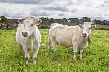 Fototapeta na wymiar Two charolais caws grazing at Salor countryside, Caceres, Spain