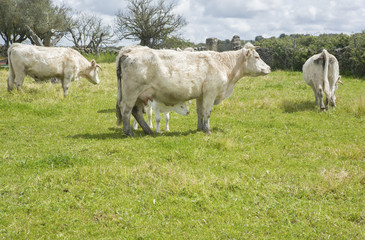 Charolais cattle grazing at Salor countryside, Caceres, Spain