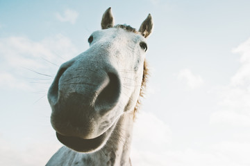 White horse portrait selfie funny pets close up wild nature animal thematic